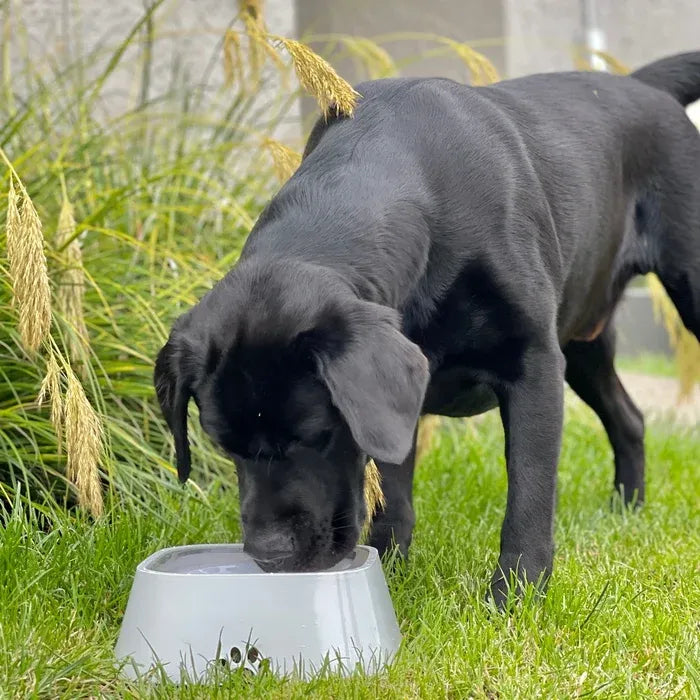 Dry Bowl Dog Drinking