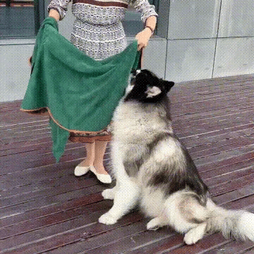 Super absorbent pet bathrobe