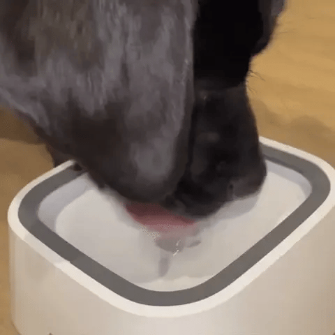 Dry Bowl Dog Drinking